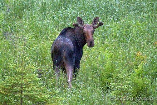 Curious Moose_02916.jpg - Photographed on the north shore of Lake Superior near Marathon, Ontario, Canada.